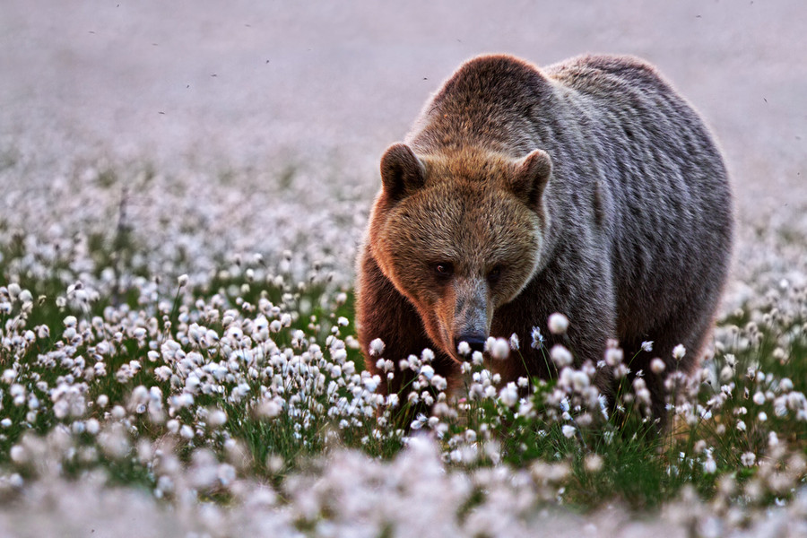 Медведь на поле цветов
