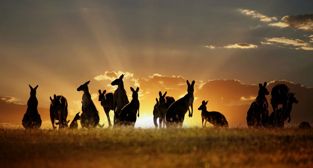 Необычное фото кенгуру на закате дня
