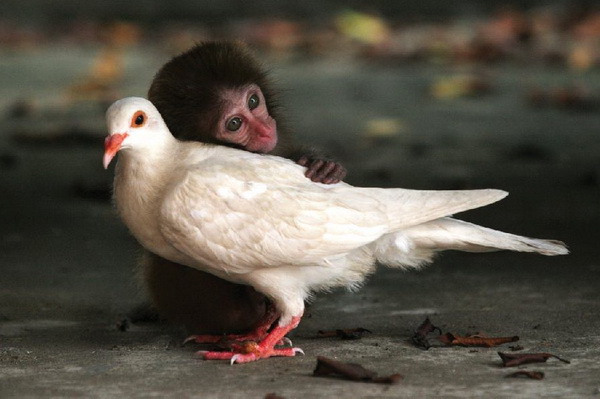 обезьяна и голубь