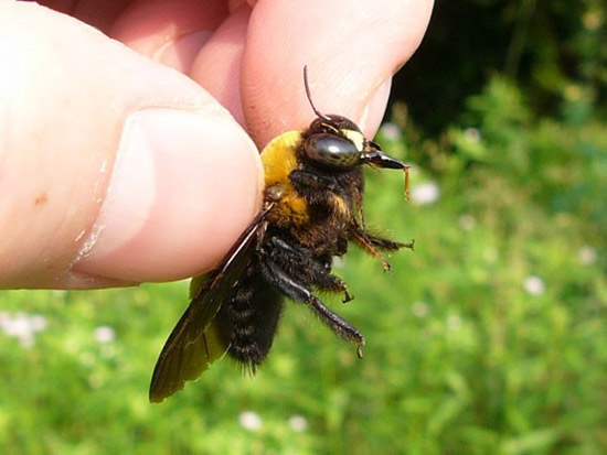 пчела отстаяла улей