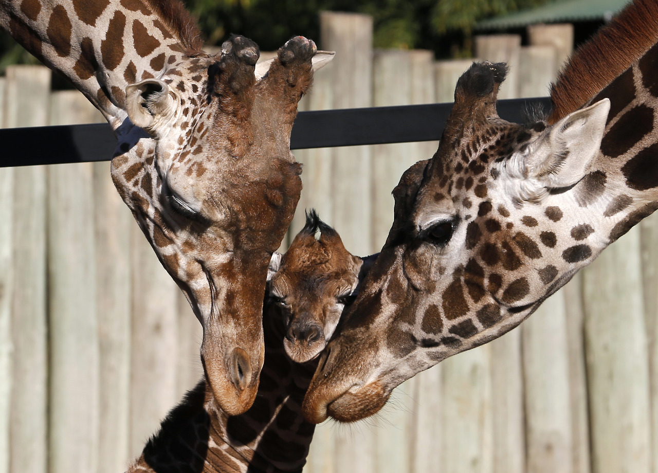 Поддержка от родителей для маленького жирафа