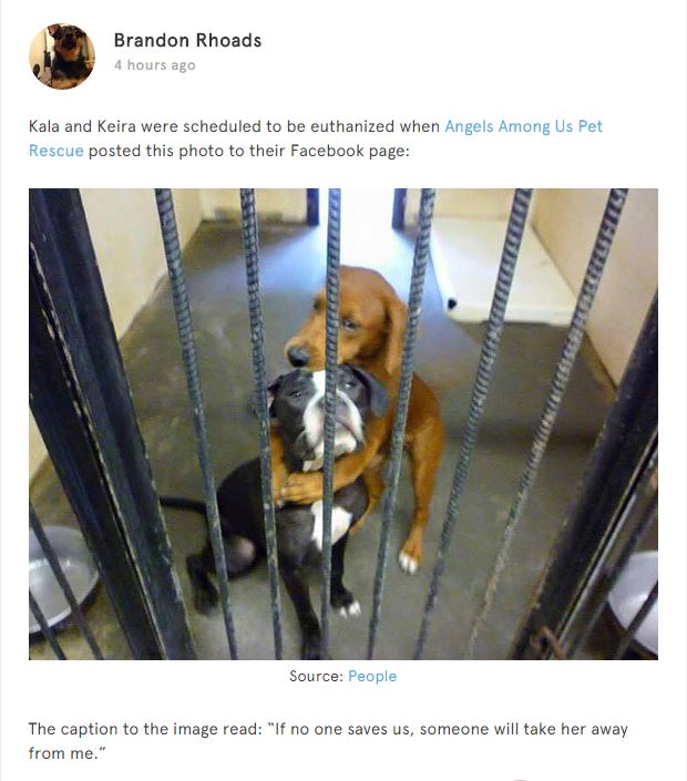 двух собак спасли через сообщение в Фейсбуке