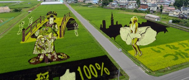 Невероятные картины на рисовых полях