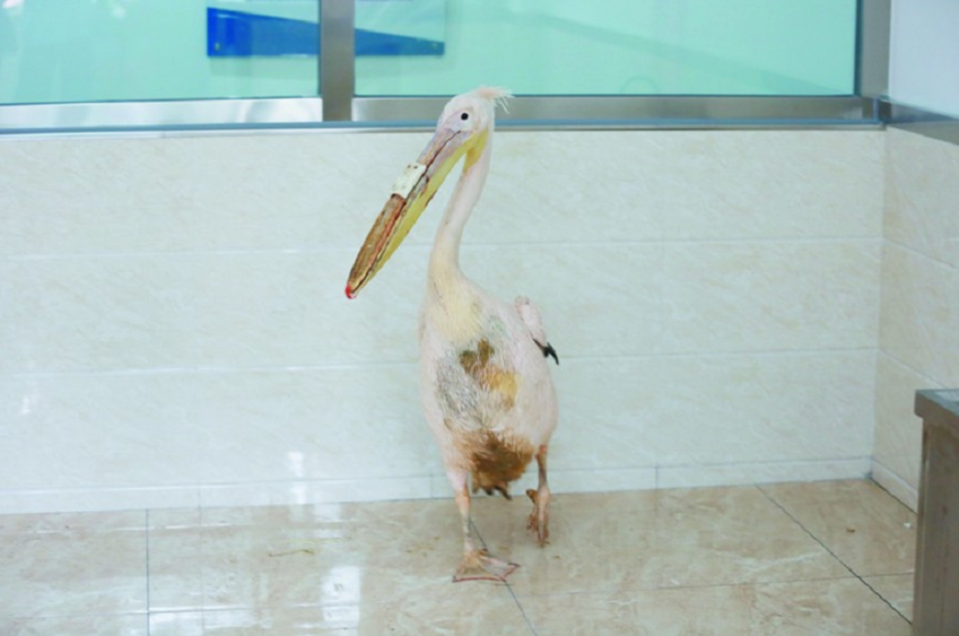 пеликан с искусственным клювом