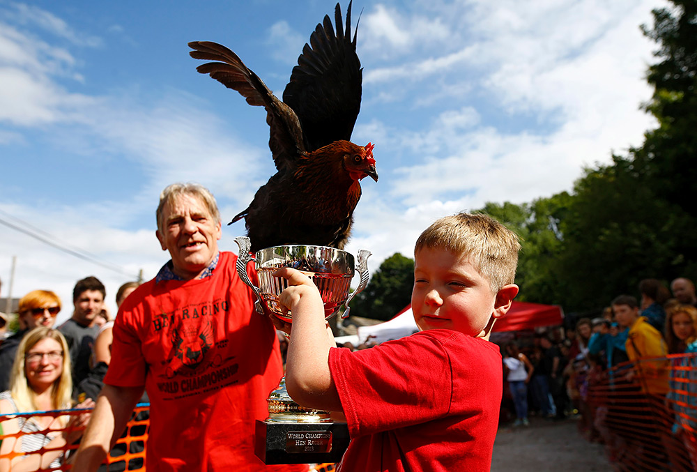 Победитель британского чемпионата «Куриные бега»