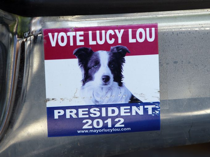 Голосуй за собаку президента