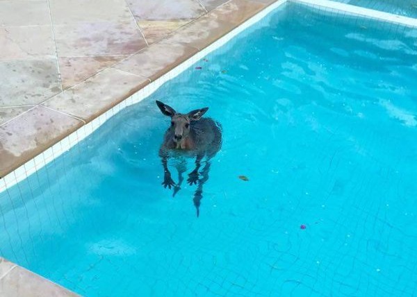 кенгуру в бассейне