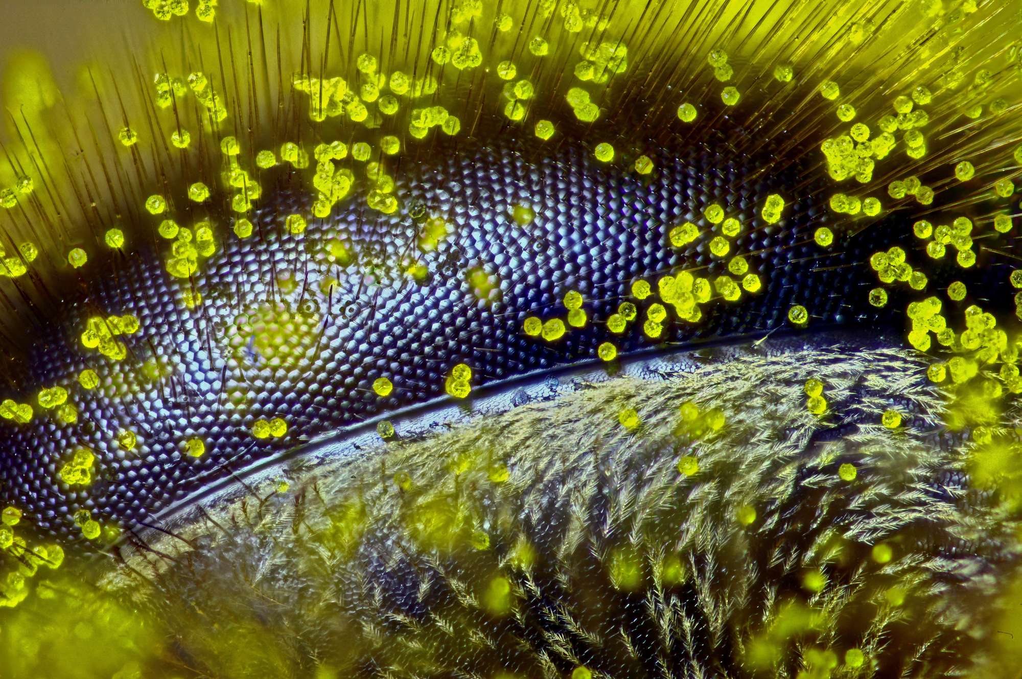 Глаз медоносной пчелы, покрытый пыльцой от фотографа Ральфа Гримма
