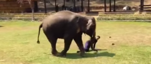 Тайский слон стал на стражу порядка