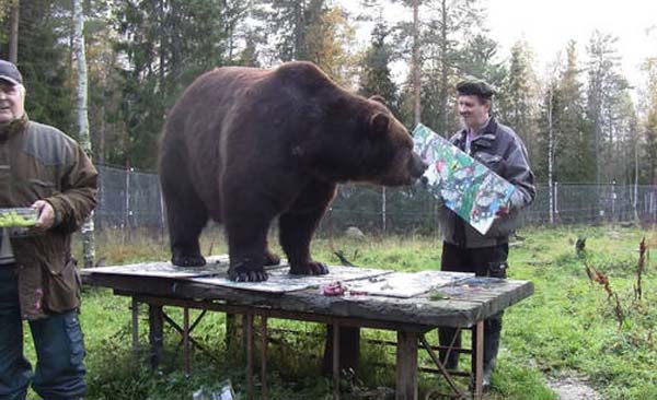 финский медведь рисует картины