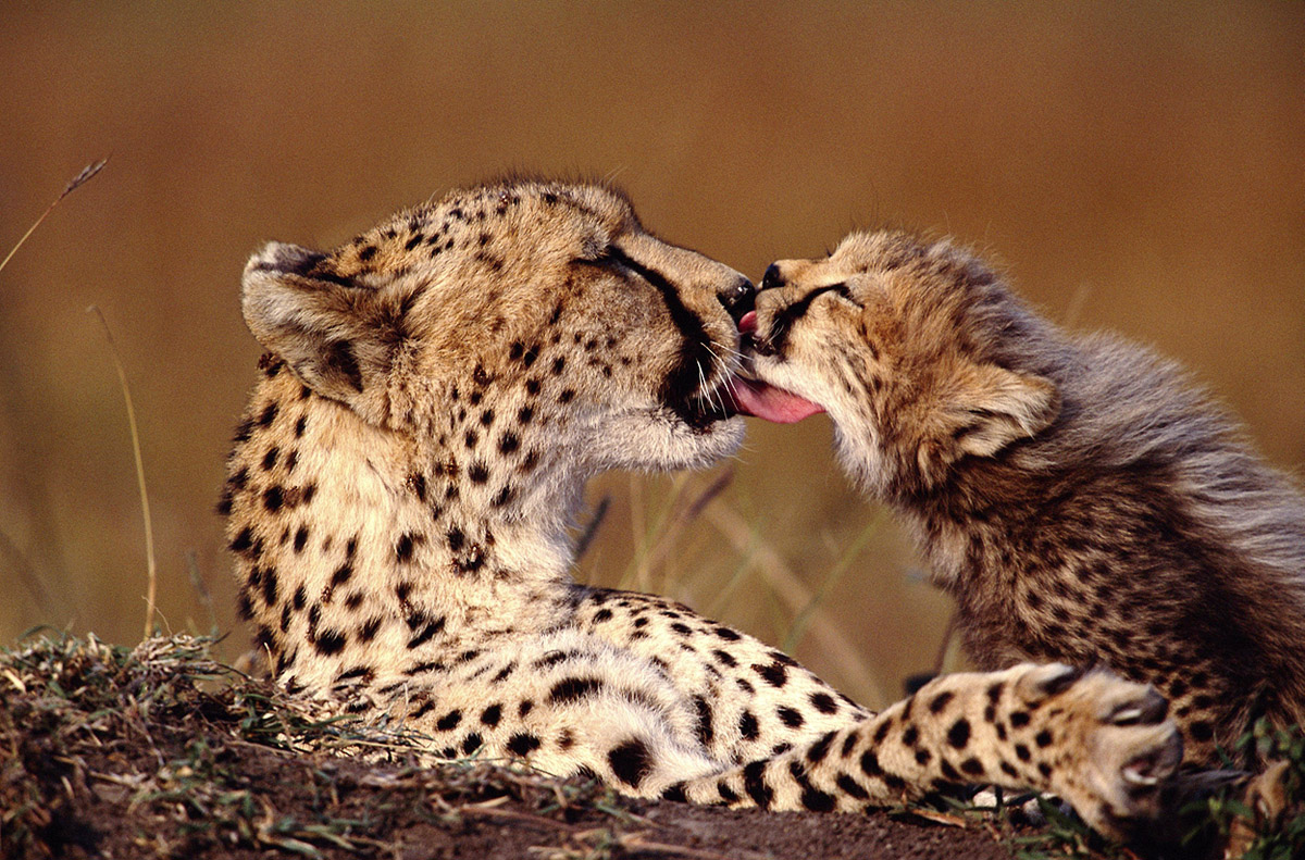 позитивная нежность от леопардов