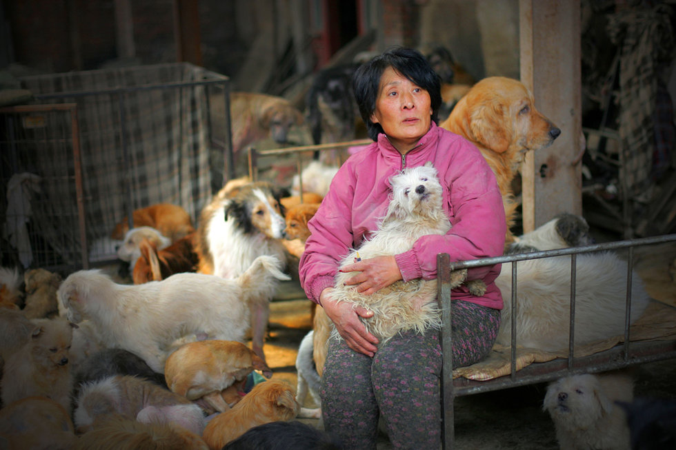 Китайская спасительница бездомных собак