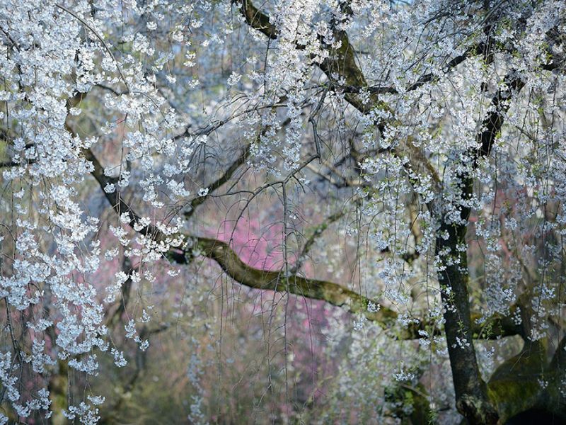 Расцвет сакуры в Япони