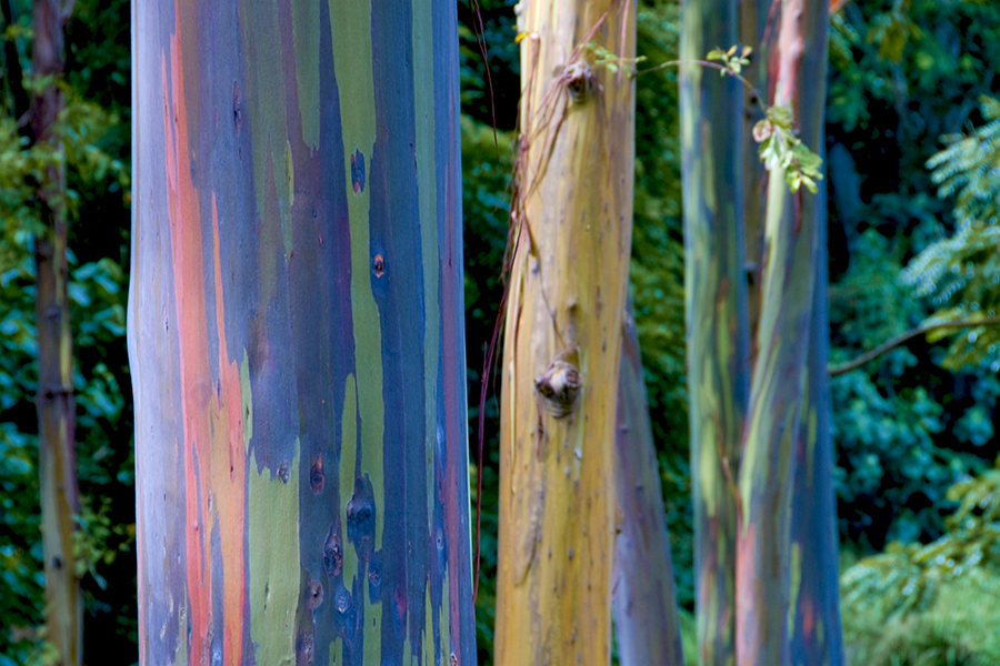 rainbow-eucalyptus-6