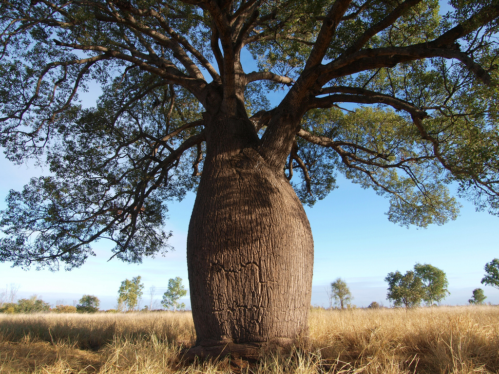 бутылочное дерево из австралии
