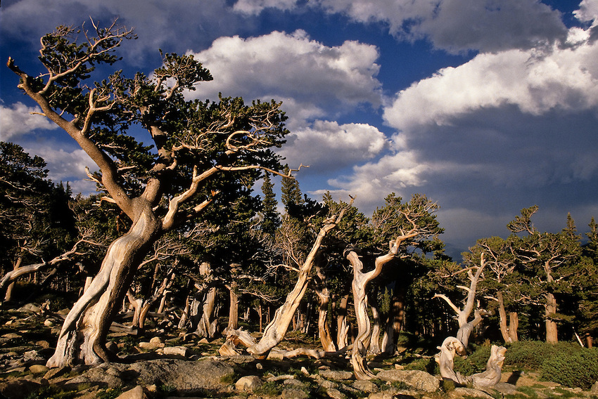 Bristlecone Pine [Pinus aristata] forest