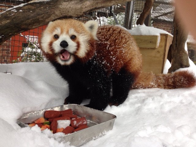красная панда тоже в восторге от снега