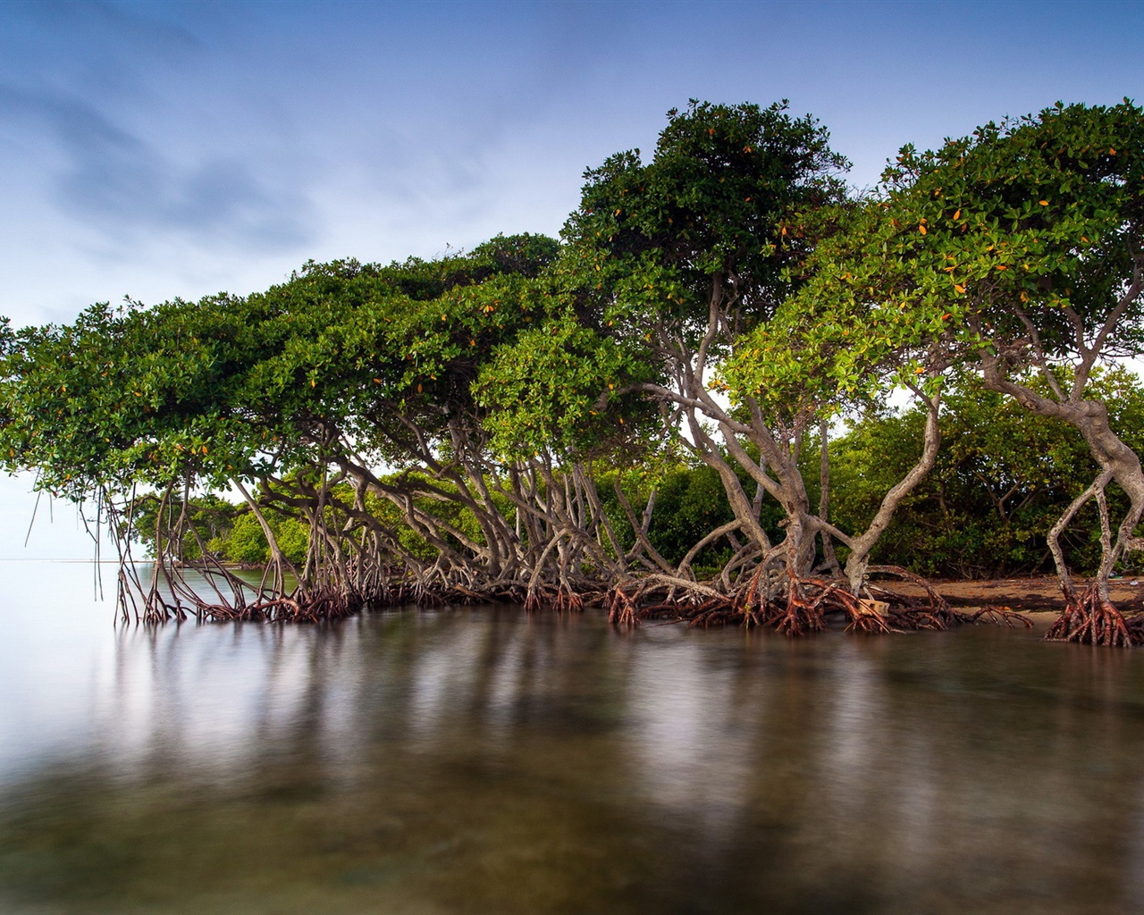 мангровые деревья0