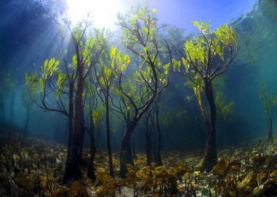 удивительные мангровые деревья