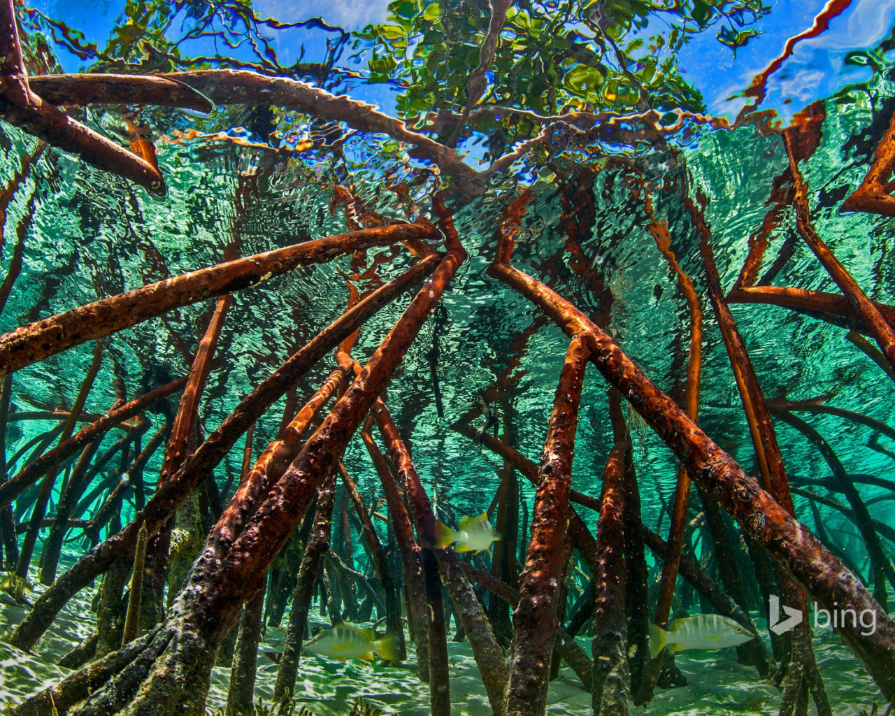 подводная красота мангровых деревьев