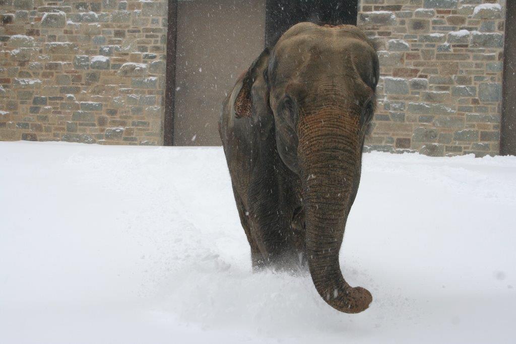 И слоны иногда в жизни видят снег