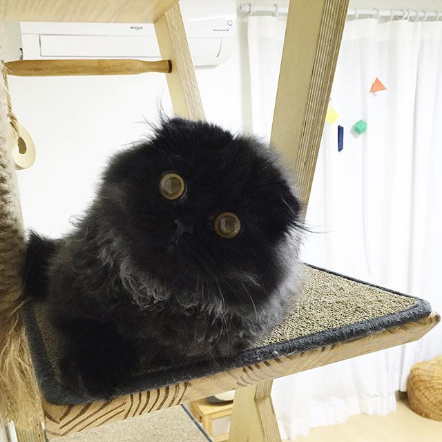 черный кот покоряет инстаграмм