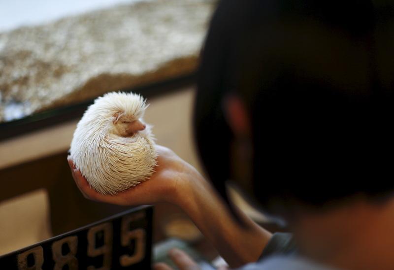 A woman holds a hedgehog at the Harry hedgehog cafe in Tokyo, Japan, April 5, 2016. REUTERS/Thomas Peter