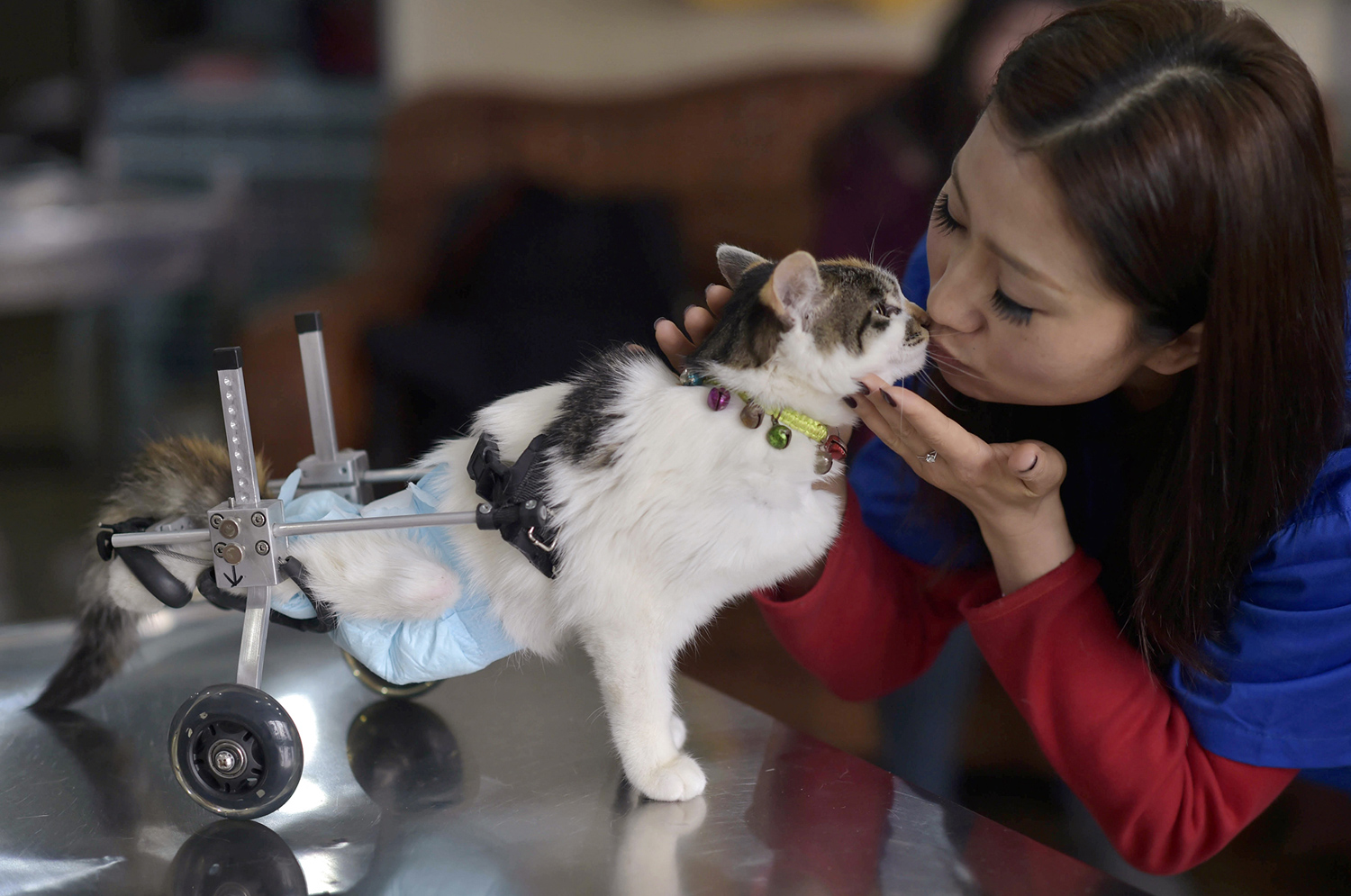 8-месячную кошки китайские врачи поставили на ноги