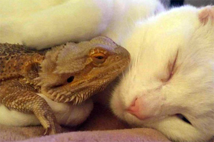 необычная дружба кота и ящерицы