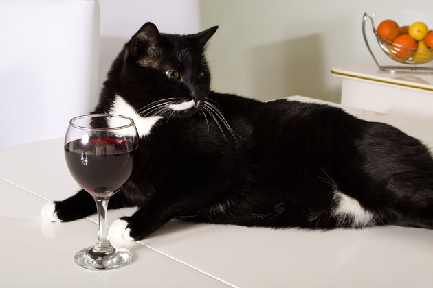 вино для котов