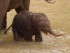 купание слоненка