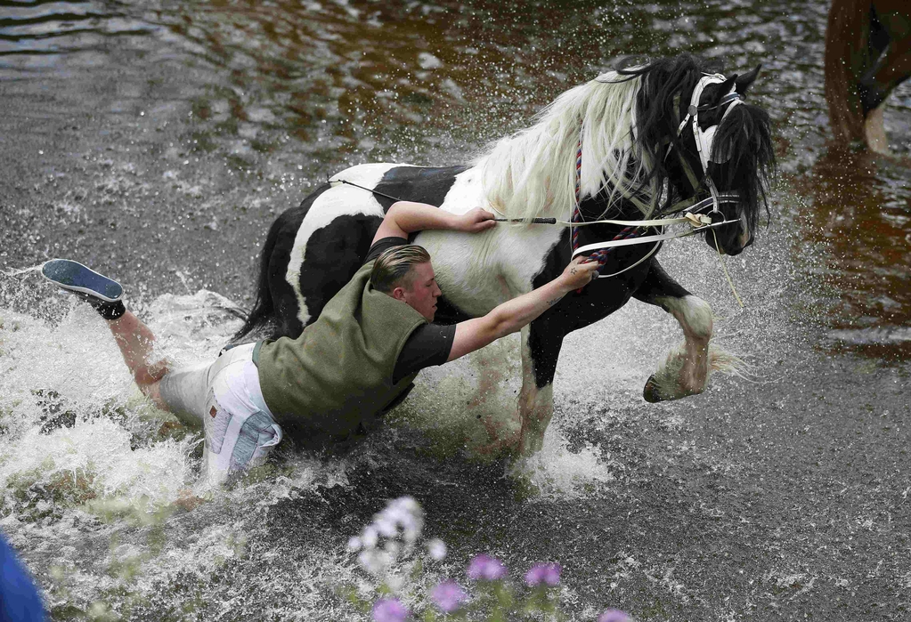 A traveller falls off his horse as he washes it in the river Eden at Appleby in Westmorland