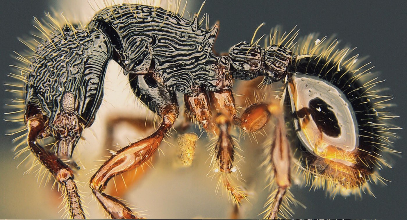 Нереальная муравьиная красота