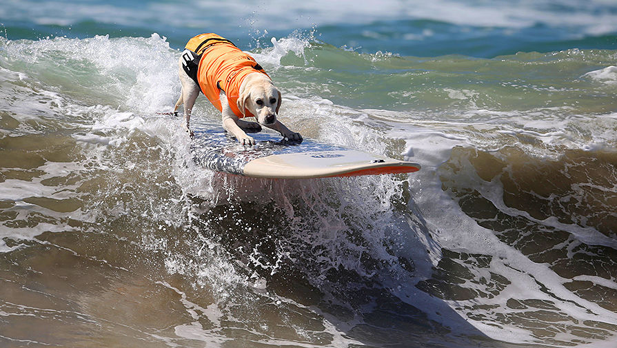 Собаки покоряют волны на соревнованиях по серфингу