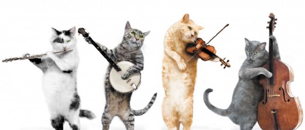 Забавное видео про кошачьего любителя классической музыки