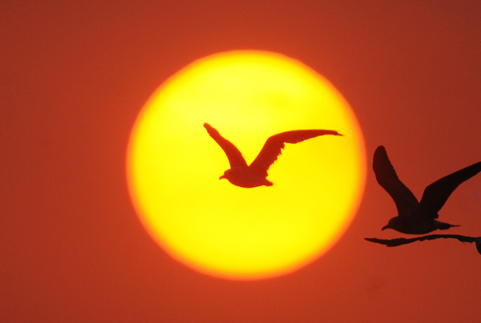 Солнечная миграция птиц