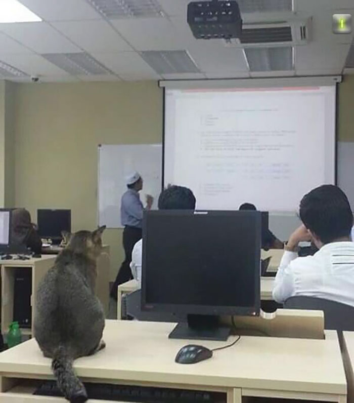 необычный студент кот