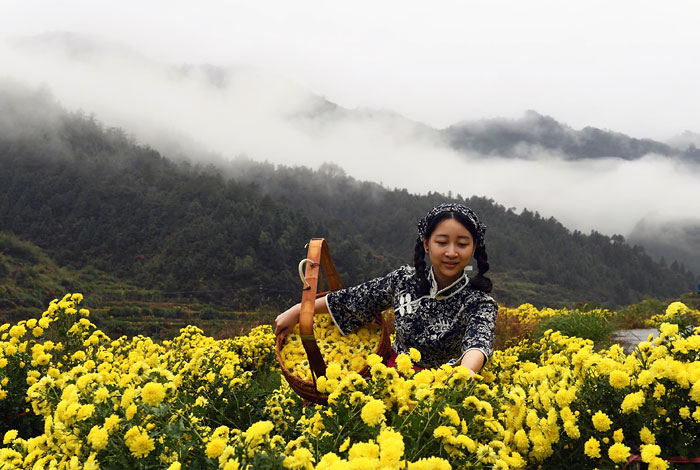 Когда работа в радость - сбор хризантем в Китае