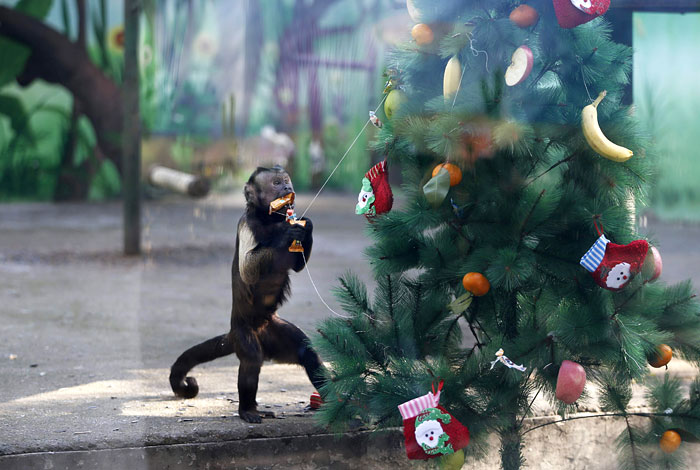 Рождественская елка в китайском зоопарке - хочешь вкусного подарка - сумей его снять!