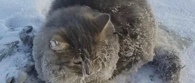 Необычное спасение кошки в Челябинской области