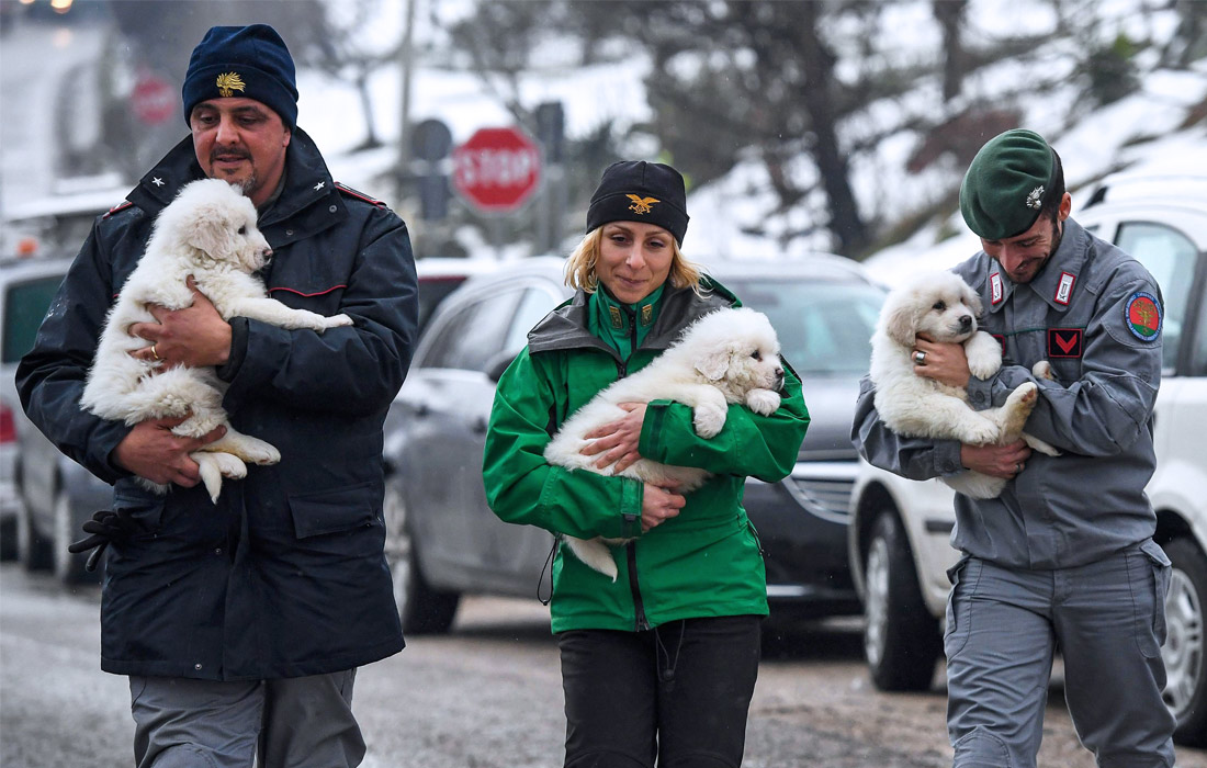 В Италии спасли из снежного плена трех щенков
