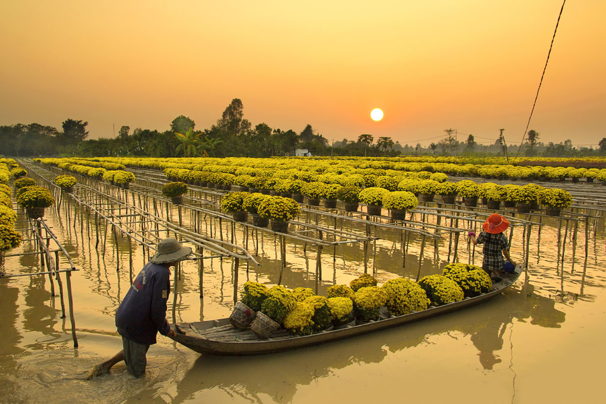 Выращивание цветов во Вьетнаме. фото: Dory F / Shutterstock