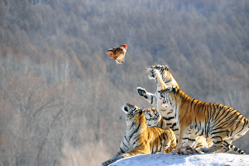 Полет над гнездом тигров
