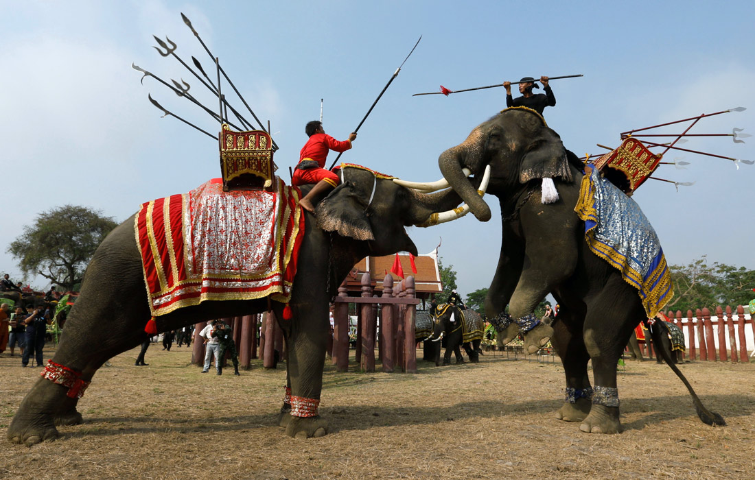 В Таиланде отмечают день слона