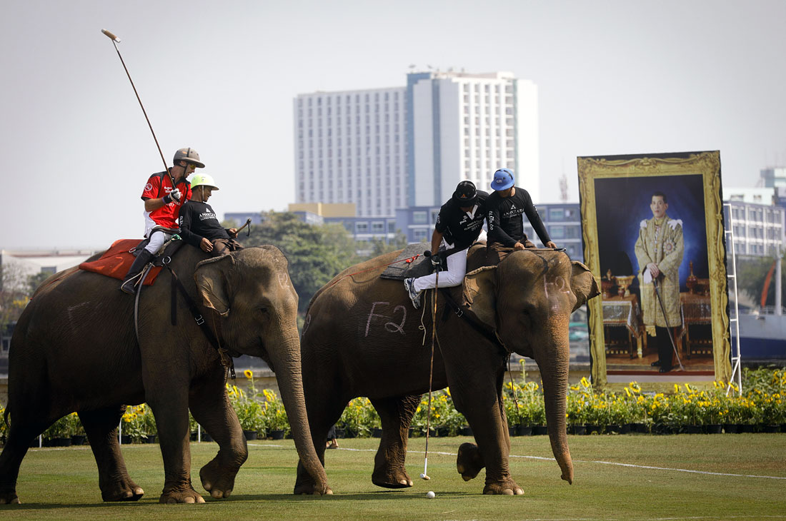 В Таиланде стартовал кубок короля, все деньги от которого направят в фонд защиты слонов