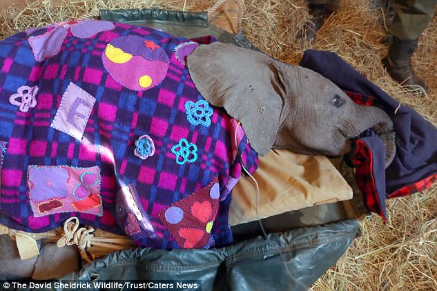 В Кении спасли хобот слоненка, пострадавшего от браконьеров