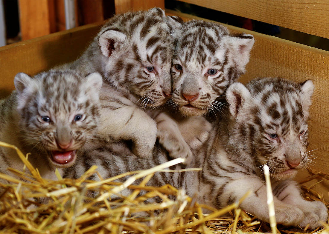 Австрийский зоопарк пополнился белыми бенгальскими тигрятами. Фото: Reuters