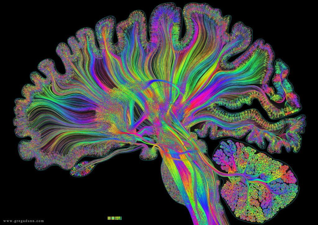 Визуализация человеческого мозга во время обработки информации