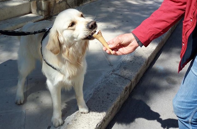 мороженое для собак