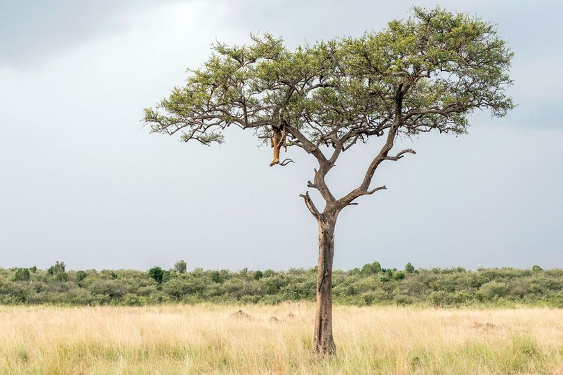 Саванна гепард на охоте